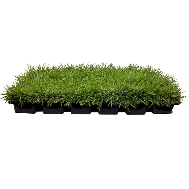Zoysia Sod Plugs Extra Large 3" x 3" Plugs 18 Count Tray Drought