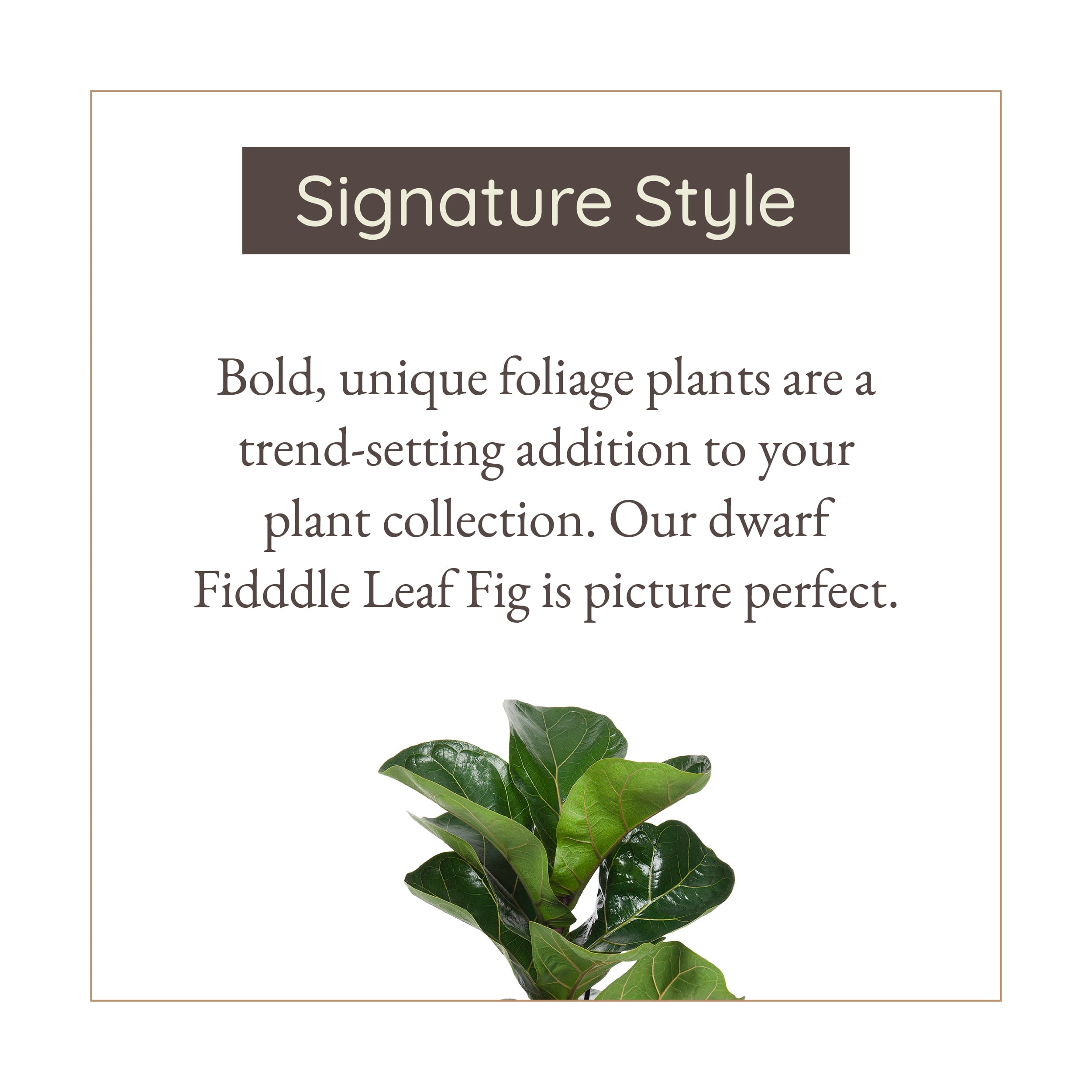 Wild Interiors Dwarf Fiddle Leaf Fig Plant, 2-3’ Tall, 5” Ceramic Pot