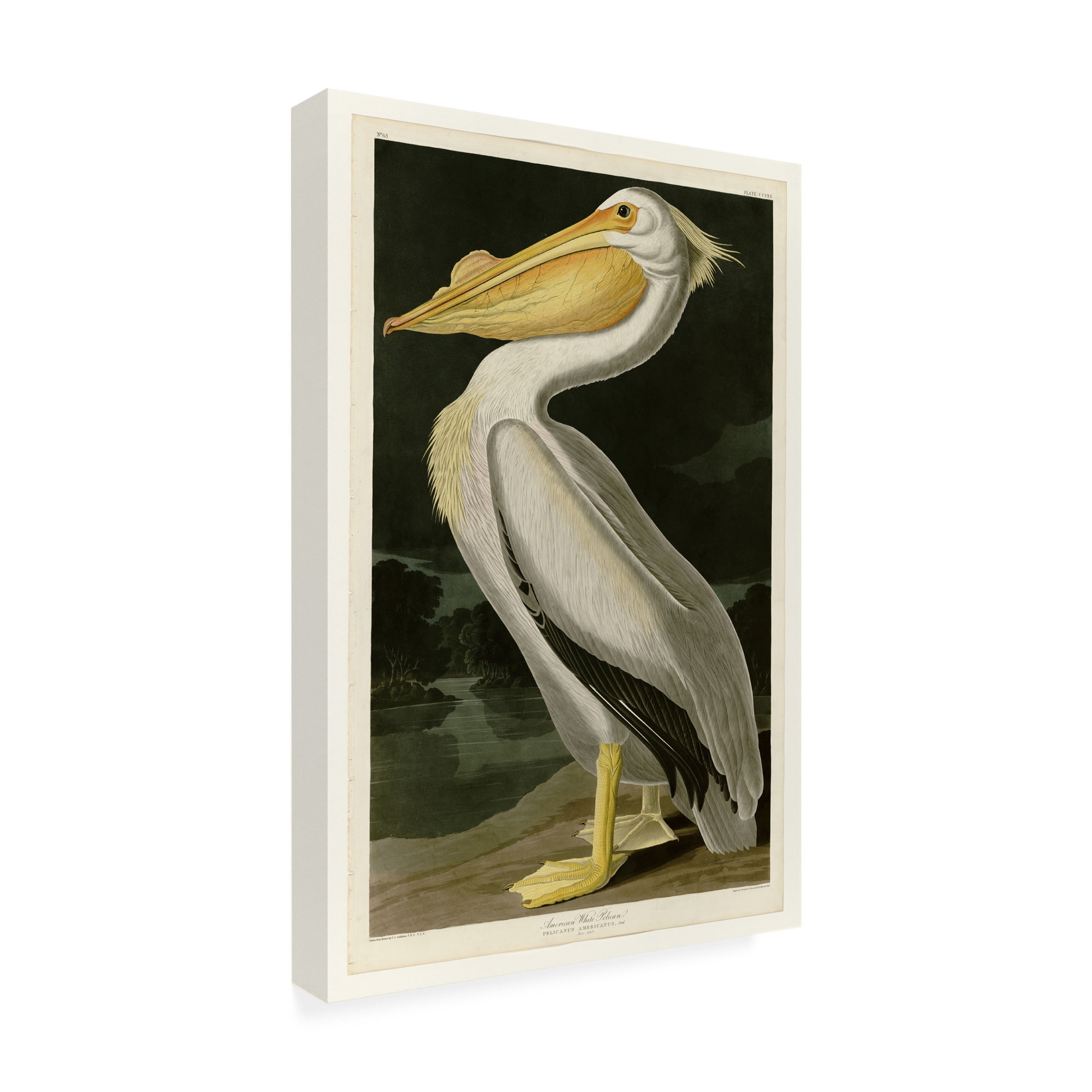 Trademark Fine Art John James Audubon American White Pelican Canvas Wall Art - 30x47