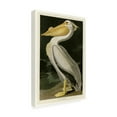thumbnail image 3 of Trademark Fine Art John James Audubon American White Pelican Canvas Wall Art - 12x19, 3 of 5