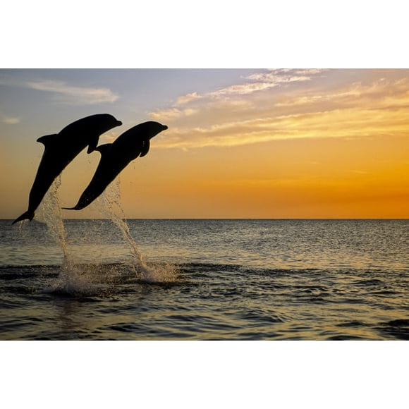 Pair of Bottlenose Dolphins (Tursiops truncatus) jumping out of the water side by side at sunset; Roatan, Honduras by Tom Soucek / Design Pics (17 x 11)