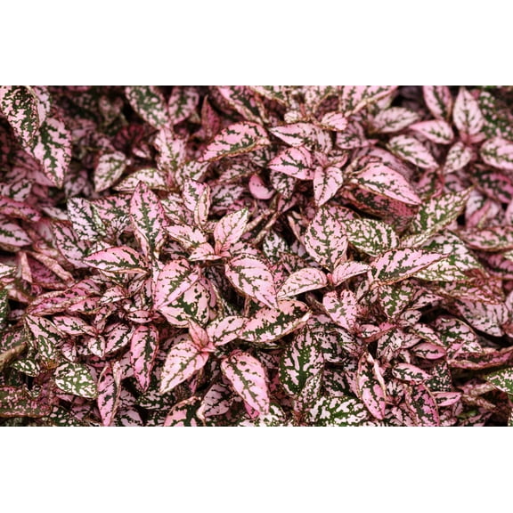 10 Dwarf PINK POLKA DOT PLANT Splash Select Hypoestes Phyllostachya Flower Houseplant Seeds