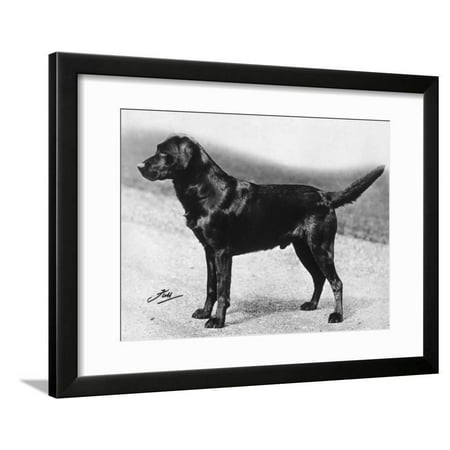 Dual Champion Bramshaw Bob Crufts, Best in Show, 1932 and 1933 Framed Print Wall Art By Thomas