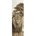 thumbnail image 2 of Lewis, Sheldon 9x18 Black Ornate Wood Framed with Double Matting Museum Art Print Titled - Jungle King 2, 2 of 4