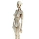 thumbnail image 3 of de anatomía femenina de 11 pulgadas - Escultura de pintura de modelo anatómico de y músculo , referencia anatómica para, 3 of 8