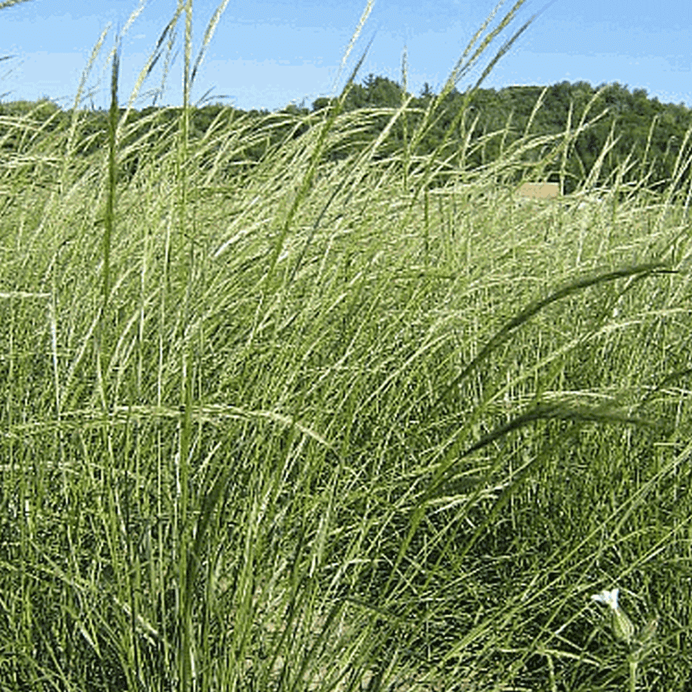 Everwilde Farms 1 Lb Green Needle Grass Native Grass Seeds Gold Vault Bulk Seed Packet