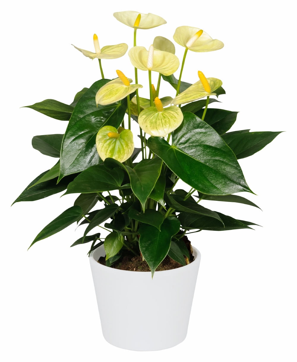 Vanilla Anthurium Plant Easy to Grow House Plant 4" Pot Great