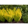 Sunjoy™ Gold Pillar Berberis - Outside or Bonsai - Proven Winners - 4" Pot