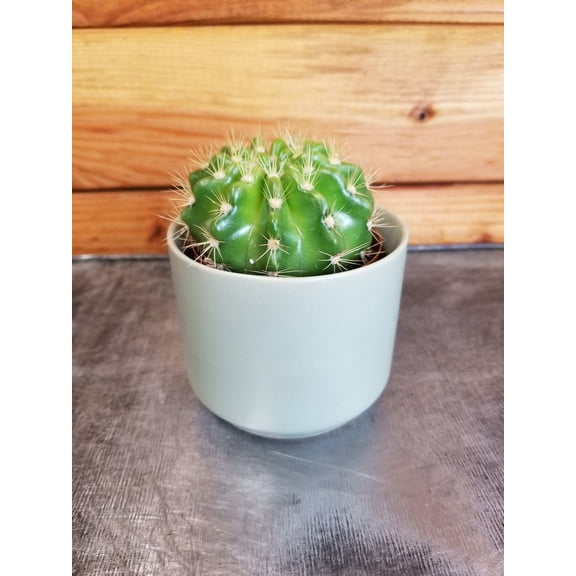 Echinopsis Calochlora, 2" Plant, The Plant Farm