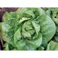 Buttercrunch Lettuce Seeds 500 seeds