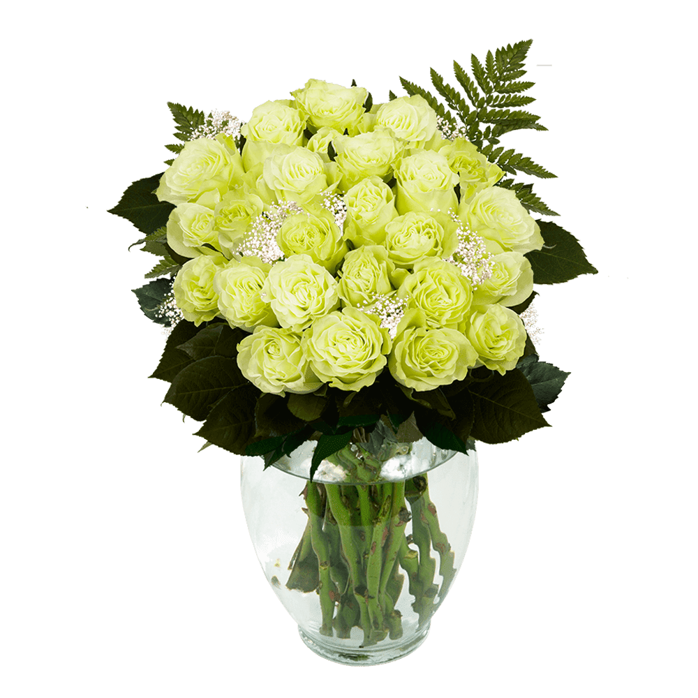 Two Dozen Green Roses With Baby S Breath And Green Fresh Flower Delivery Walmart Com Walmart Com