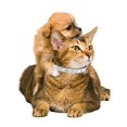 thumbnail image 2 of Mumup 1Pack Cat Collars for Girl Cats with Rhinestone Soft Velvet,Breakaway Cat Collars with Bell,Adjustable Safe Kitten Collar, 2 of 6