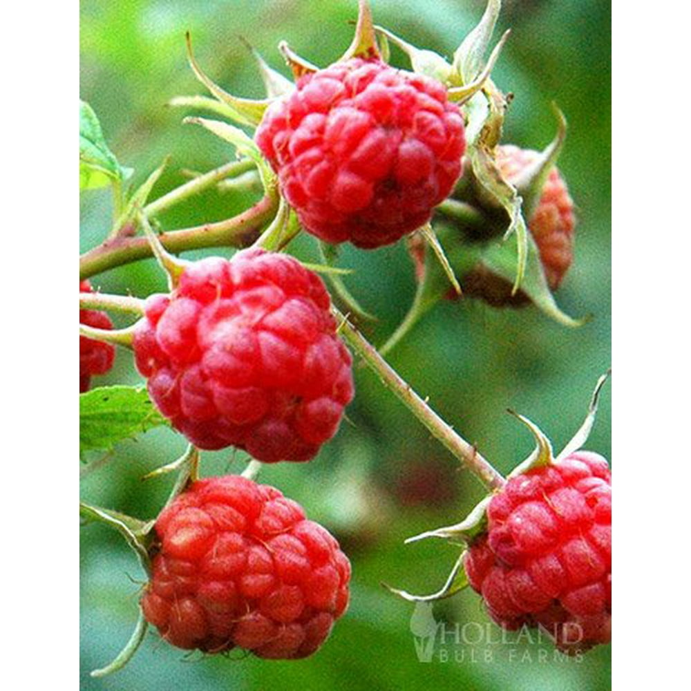 Royalty Purple Raspberry Plant