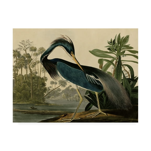 Trademark Fine Art John James Audubon Louisiana Heron Canvas Wall Art - 35x47