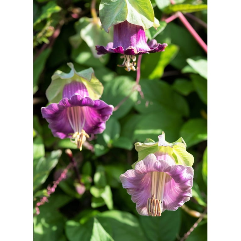 5 Cup & Saucer Vine Purple Flower Seeds, Cobaea Scandens