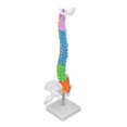 thumbnail image 3 of Human Spine Model, Vertebral Column Model 45cm Colour Coded  Teaching Tool  for Study, 3 of 7