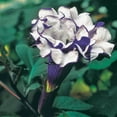 thumbnail image 2 of Purple Flowering People Eater Angel Trumpet Datura Perennial Starter Plant - 1 starter plant per offer, 2 of 4