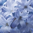 thumbnail image 2 of Direct Gardening Delft Blue Flowering Hyacinth, 25 Dormant Spring Flowering Bulbs per Offer, 2 of 4