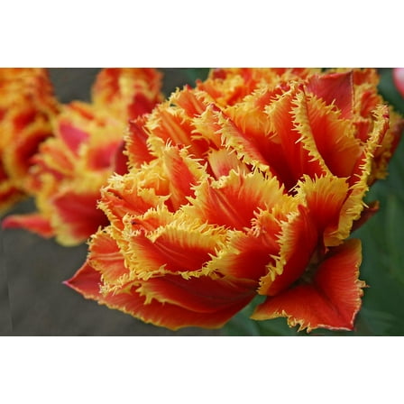 20 Gold Dust Fringed Tulip Bulbs