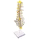 thumbnail image 1 of Laboratorio Anatómico Médica Modelo De Vertebral Vértebras Lumbares Con Sacro Coxis, 1 of 7