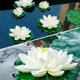 thumbnail image 4 of Flores flotantes, nenúfares artificiales, plantas de acuario, flor de loto, 4 of 7