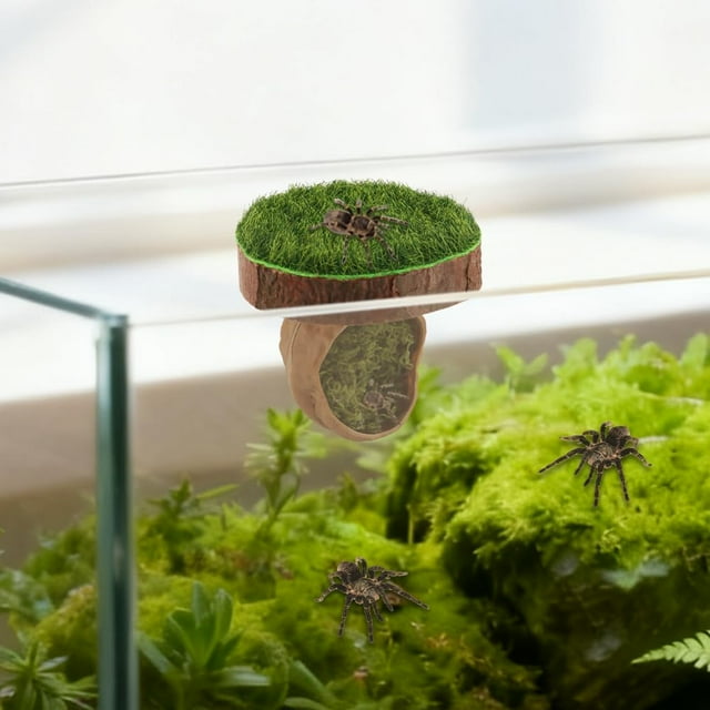 Jumping Spider Accessories: Magnetic Hideout – Handmade Walnut – for Enclosures & Small Pets (Tarantulas/Geckos) – Climbing Spot