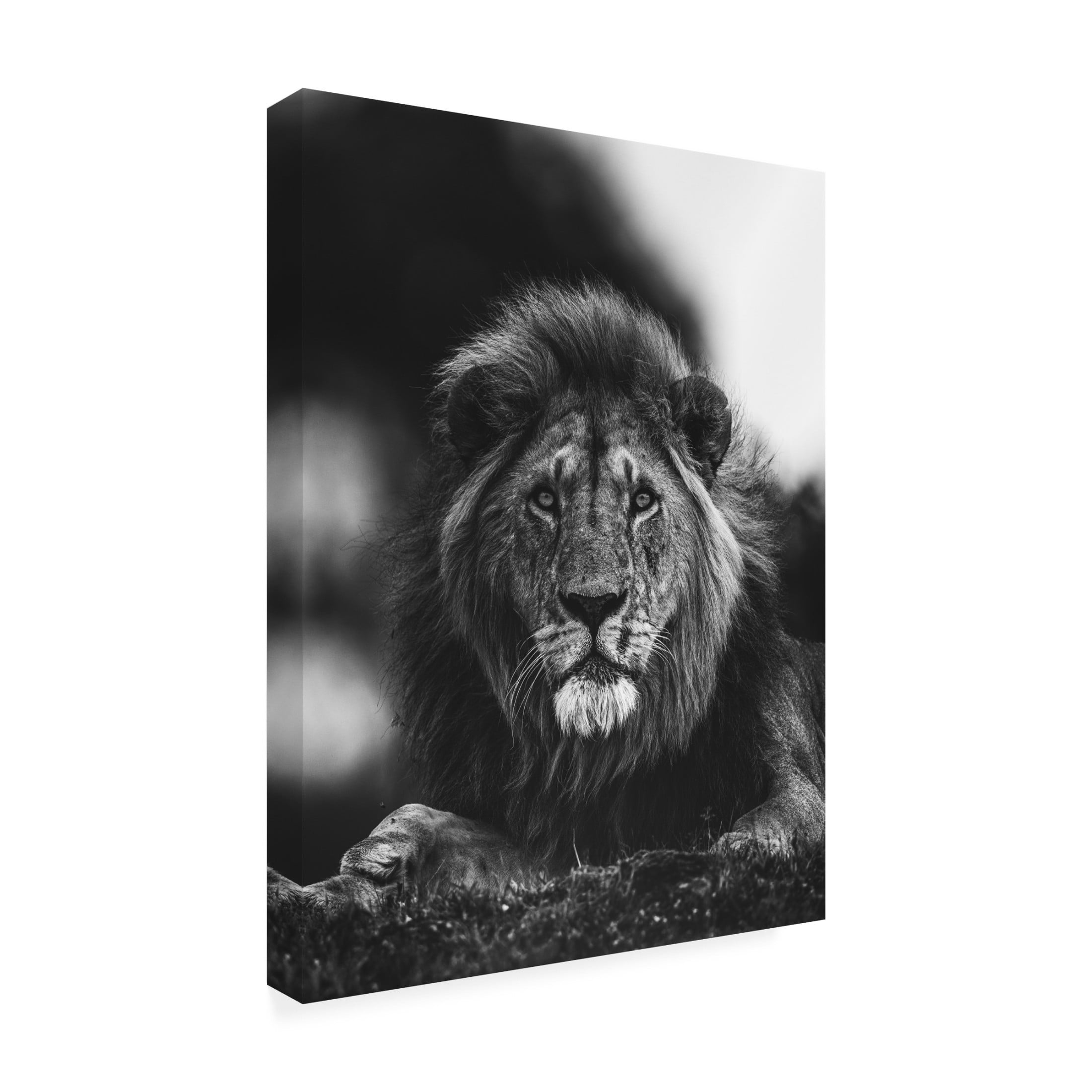 Trademark Fine Art Ahmed Sobhi Ready Canvas Wall Art
