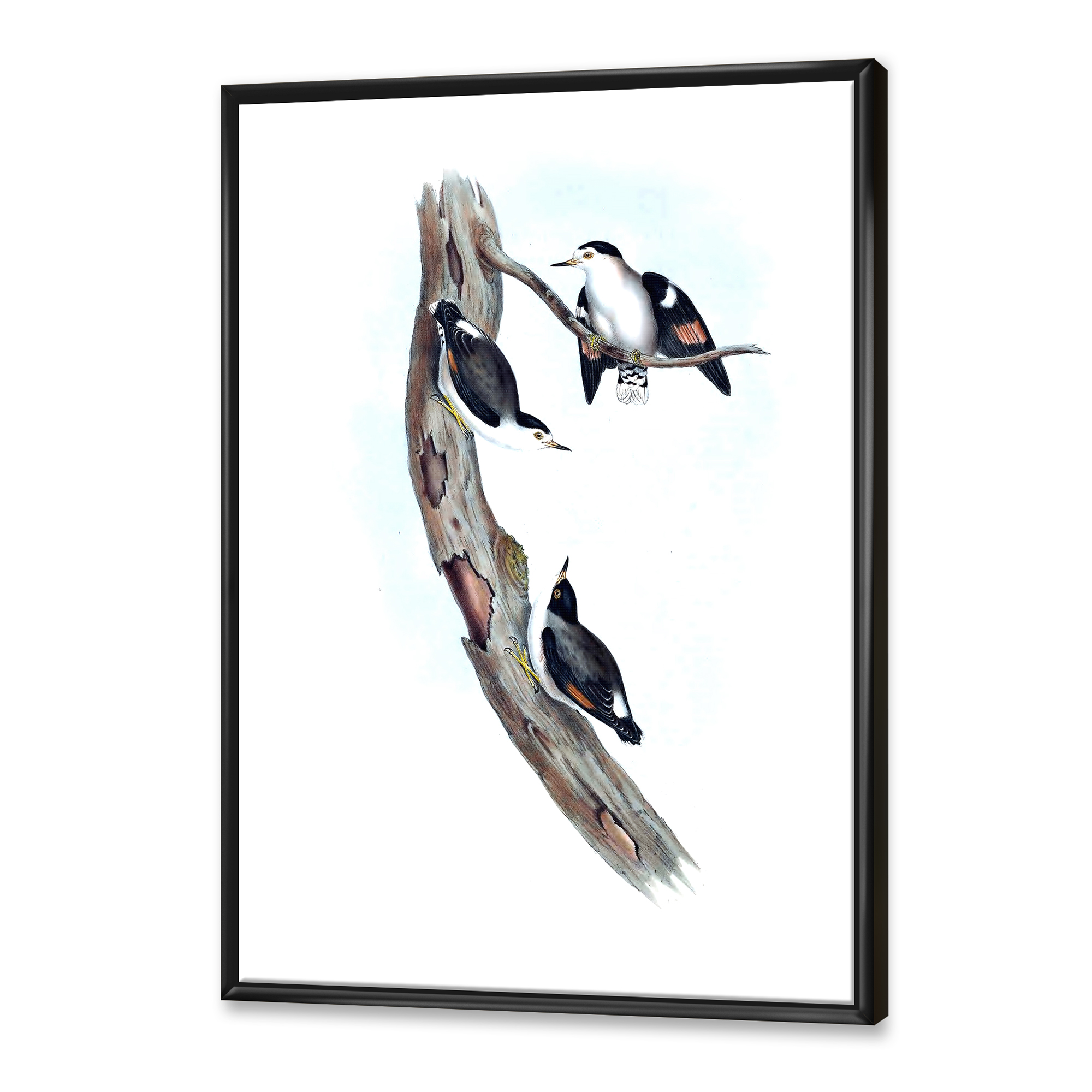 Designart 'Ancient Australian Bird Illustrations I' Traditional Framed Canvas Wall Art Print