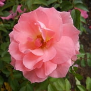 Heirloom Roses Pink Rose Plant - Passionate Kisses Floribunda Rose - Own Root Roses