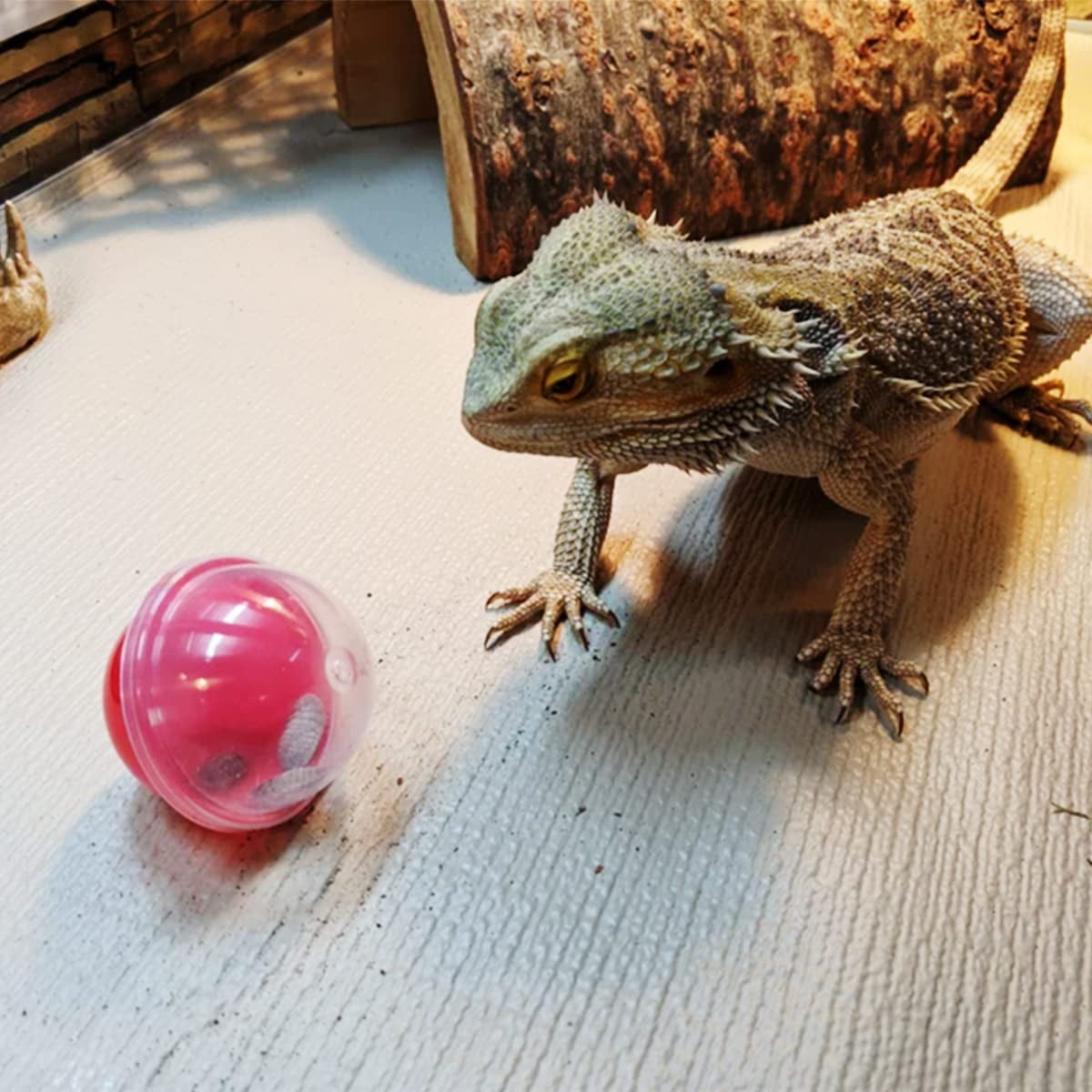Do Iguanas Play With Toys: Surprising Facts About Their Behavior