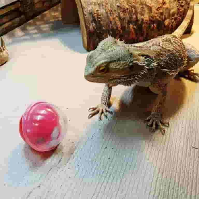 What Toys Do Bearded Dragons Like: Fun & Stimulating Choices