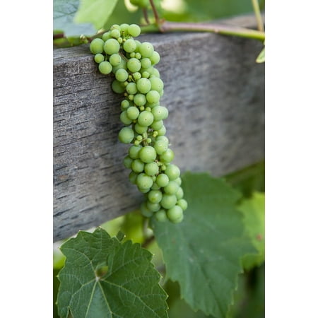 LAMINATED POSTER Wine Vine Leaf Green Food Vineyard Grapes Plant Poster Print 24 x