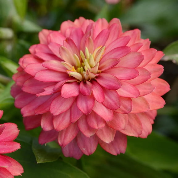 Zinnia Zahara Double Salmon Seed