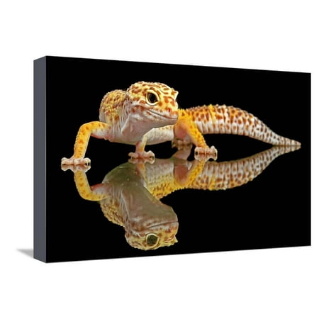 Leopard Gecko Stretched Canvas Print Wall Art By Dikky
