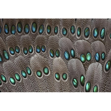 Grey Peacock Tail Feathers Fanned Out with Duo Spots Each Print Wall Art By Darrell Gulin