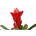 thumbnail image 2 of 5" Red Bromeliad Vriesea in Wilson Brown Planter – Happy Holidays, 2 of 5