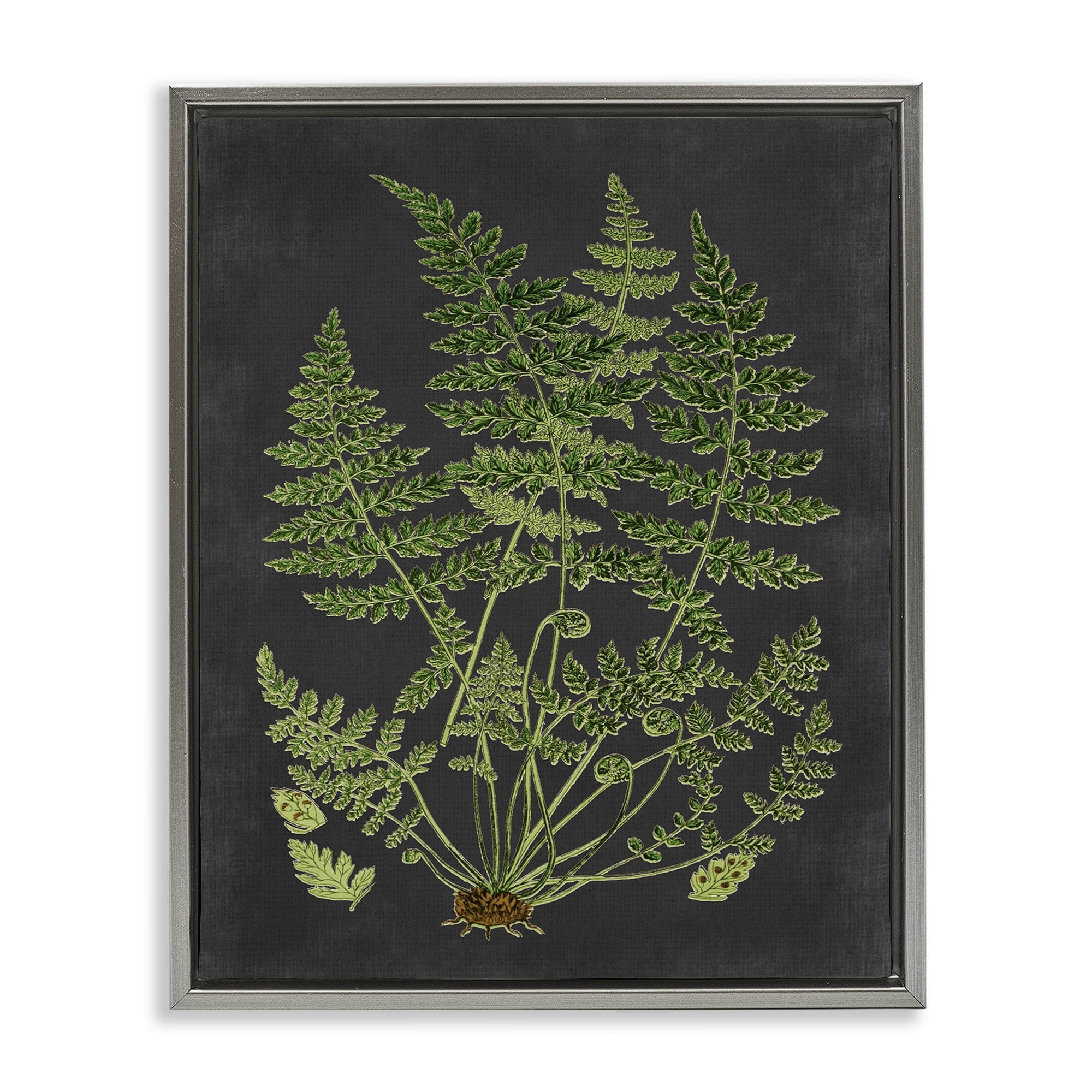 Stupell Industries Botanical Drawing Green Black Design Luster Gray Framed Floating Canvas Wall Art, 24x30, by Lettered and Lined