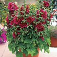 thumbnail image 3 of Queeny Purple Hollyhock - Alcea - Perennial - Very Dwarf - Quart Pot, 3 of 4