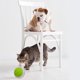 thumbnail image 5 of Botón de grabación Easy Carry Pet Training Buzzer Frase Botón de grabación para perros Hugtrwg Para estrenar, 5 of 8