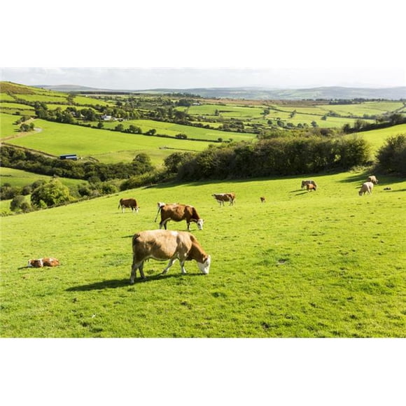 Cattle Grazing on Lush Green Hilly Pastures with Trees Separating Fields - County Kerry Ireland Poster Print - 19 x 12 in.