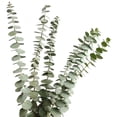 thumbnail image 1 of Ramas de eucalipto reales secas, 12 tallos, hojas de eucalipto natural para arreglos, bodas, decoración del hogar Ofspeizc WRJM-432, 1 of 6