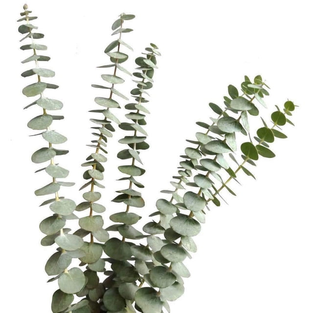 Ramas de eucalipto reales secas, 12 tallos, hojas de eucalipto natural para arreglos, bodas, decoración del hogar Ofspeizc WRJM-432