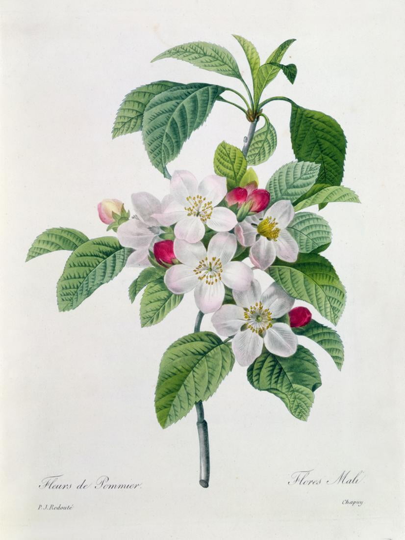 Apple Blossom, from "Les Choix Des Plus Belles Fleurs" White Flower
