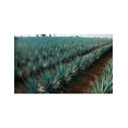 thumbnail image 2 of Pack de 4 Tequila La Puerta Negra Joven 1 L, 2 of 3