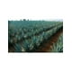 thumbnail image 2 of Pack de 2 Tequila La Puerta Negra Joven 1 L, 2 of 3