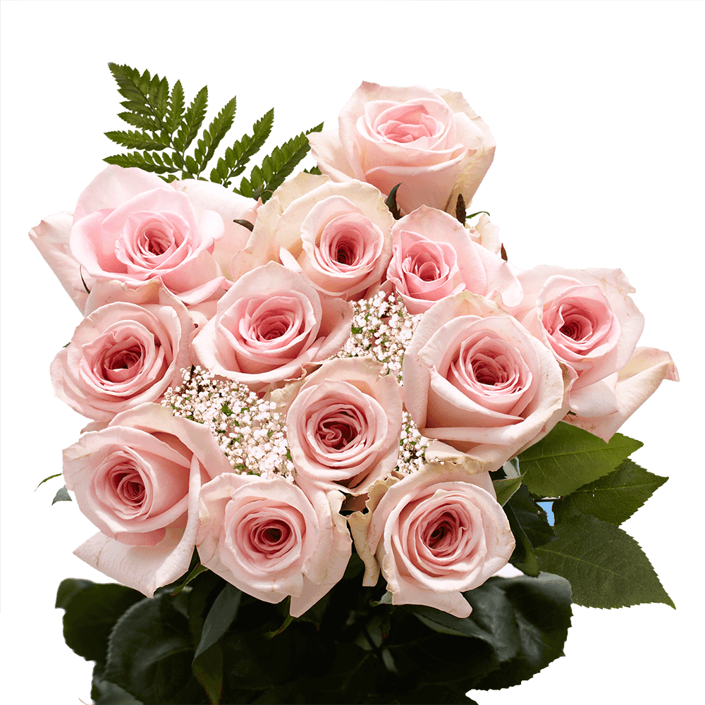 One Dozen Pink Roses with Baby's breath and Green Fresh Flower