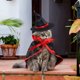 thumbnail image 4 of Capa de Halloween para mascotas, disfraz de Halloween, disfraz de Halloween para mascotas, sombrero de Halloween para mascotas, disfraz de gato y perro (M) Rojo Verde RV1016-0123997FYD, 4 of 5