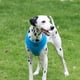 thumbnail image 3 of Puppia arnés suave para perro / gato talla Mediano Puppia PDCF-AC30, 3 of 4