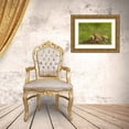 thumbnail image 3 of Illg, Cathy and Gordon 14x11 Gold Ornate Wood Framed with Double Matting Museum Art Print Titled - CO, Rocky Mountain Arsenal Prairie dog family, 3 of 4