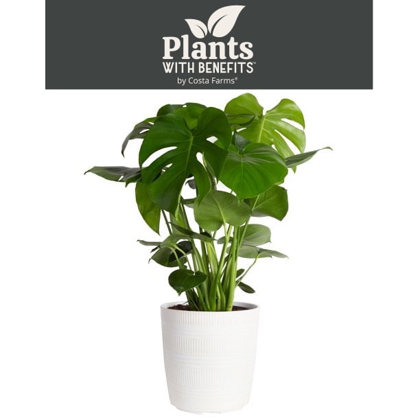 Plants with Benefits Live 24in. Tall Green Monstera Plant; 9.25in. Dcor Pot